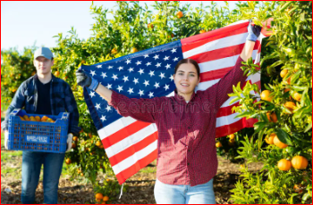 Fruit Picking Jobs in USA with Visa Sponsorship 2024