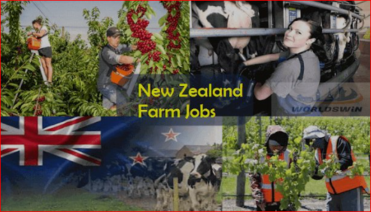 Farmer Job in New Zealand