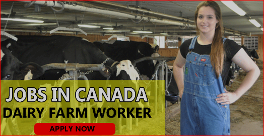 dairy farm worker jobs in Canada