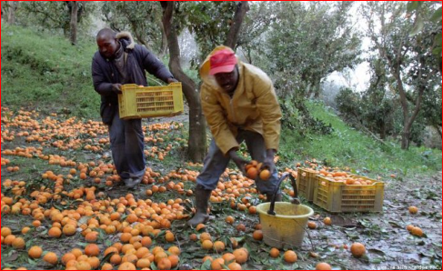 Farm Hand Job in Italy